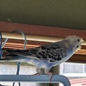 セキセイインコ、ボタンインコ