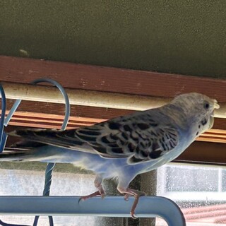 セキセイインコ、ボタンインコ