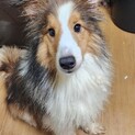 もうすぐ2歳、シェルティの男の子です。