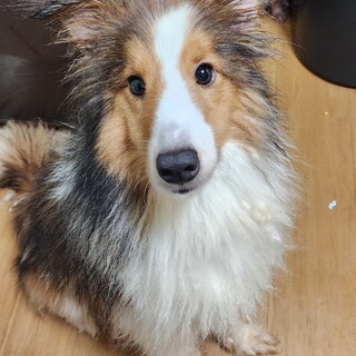 もうすぐ2歳、シェルティの男の子です。