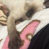 Takahashi_n