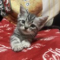 アメショー柄の子猫の里親募集