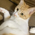 鯖茶トラ