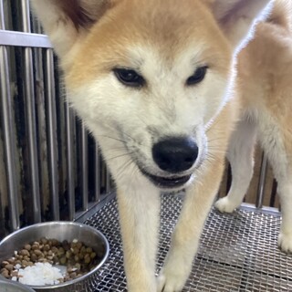 やや小さめの可愛い男の子です