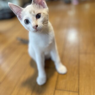 小柄なブルーアイの女の子★グミちゃん