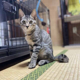 大きなキジトラの男の子★ライチくん