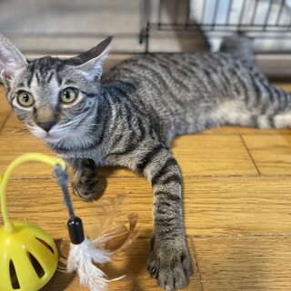 尻尾が小さい★キジトラのイチゴちゃん★