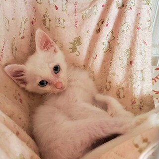 ブランくん8/25里親さん決定有り難うございます