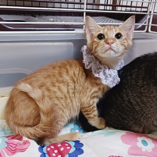 茶トラ女の子★おっとりマイペースで飼いやすいです！