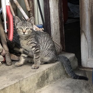 可愛い　キジトラ　約５ヶ月の子猫
