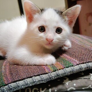 母乳育ちで免疫あり　健康です！保護猫の女の子