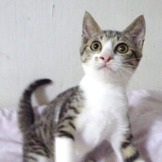 個別お見合い、キジ白のしおりちゃん