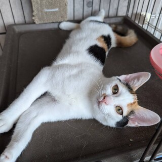 人馴れした甘えん坊の三毛猫姉妹です