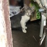グレー白　約３ヶ月　子猫 サムネイル4