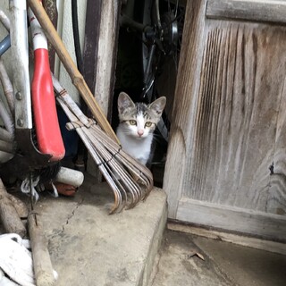 美しいキジシロ　子猫