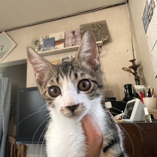 犬OK！『つるぎくん』