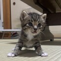 子猫保護しました、里親様募集中
