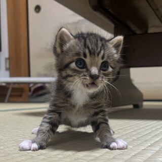 子猫保護しました、里親様募集中
