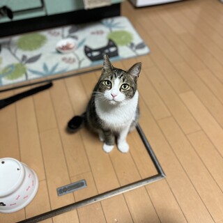 さんちゃんサバ白三兄弟の3番目