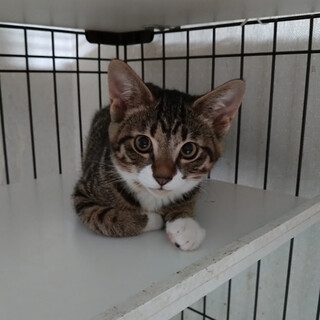 クマちゃんみたいに愛らしいちょっとビビり『つくし』