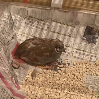 ヒメウズラ3羽雄