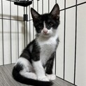 ブラックスモーク&白の子猫里親さん募集