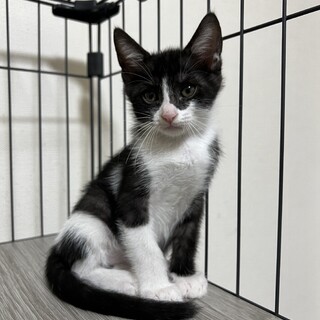 ブラックスモーク&白の子猫里親さん募集