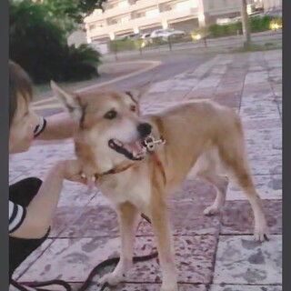 飼い主死亡、行き先なくペットホテル預かり中