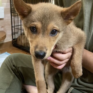 保健所からレスキュー！人懐っこいルべり君！