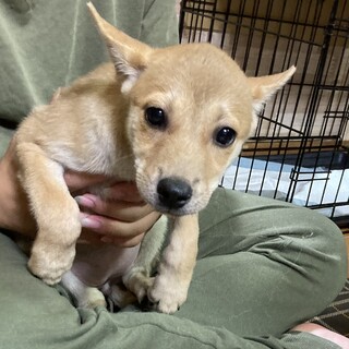 保健所からレスキュー！元気なモスコちゃん！