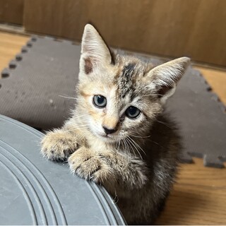 ちっこいちゃん、かわい～い女の子、2か月キジサビ