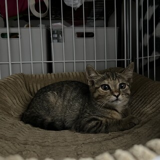 生後３ヶ月のかわいい女の子