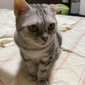 美しいシルバータビーの『ソイル』ちゃん