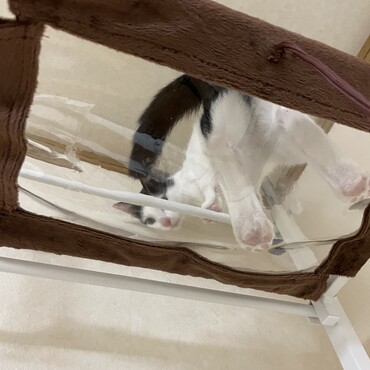 NEWキャットタワー！