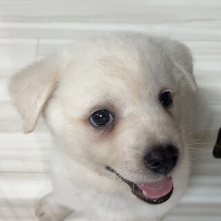 生後1ヶ月半ベタ慣れで白小熊に似たモコモコ男の子