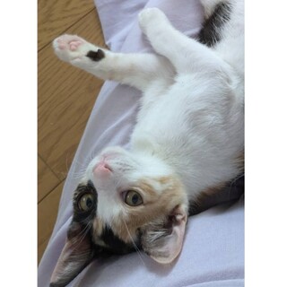 幸運を呼び込むキャンドルテイルあずきです！