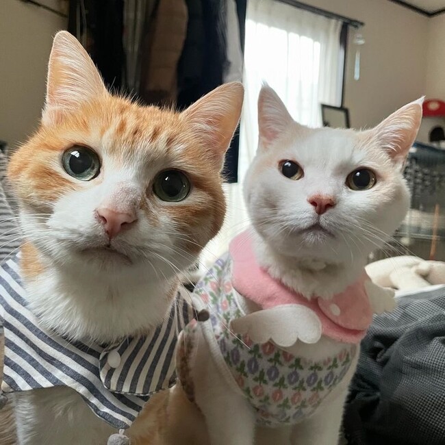 アキトムのカバー写真