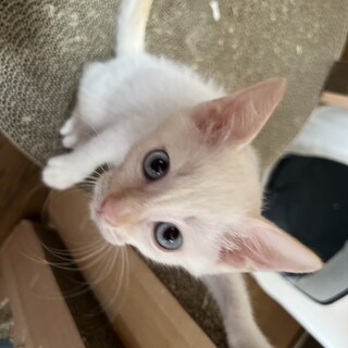 ミルクからシャムミックス兄弟白猫シャムシロウ２か月