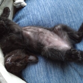 ３ヶ月　黒猫　控えめだけどやんちゃな女の子