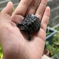 小さいイシガメの里親募集