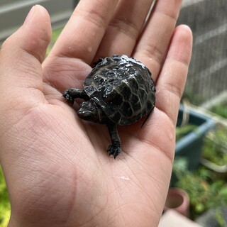 小さいイシガメの里親募集