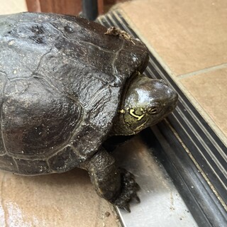 クサガメの里親募集！
