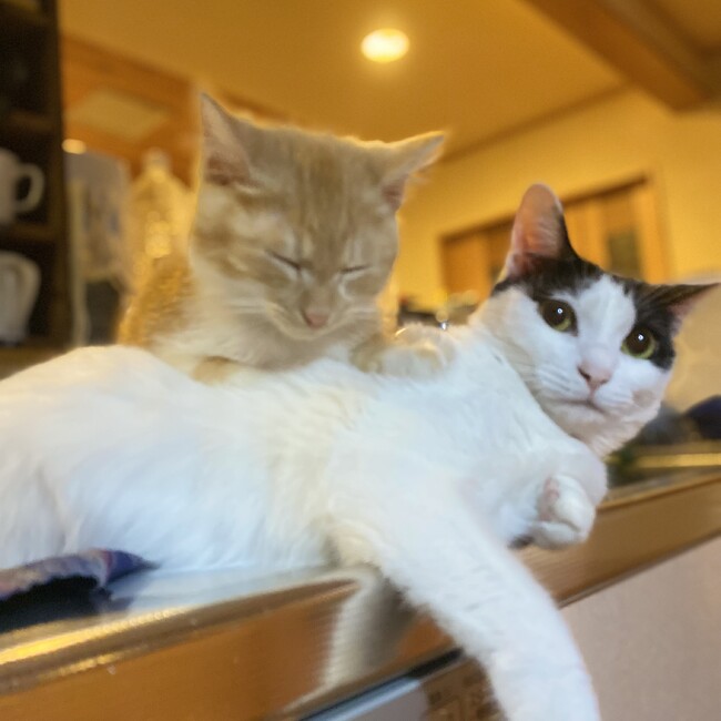 NPO法人愛キャットのカバー写真