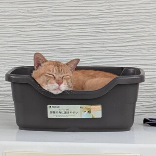 急募！カワイイ茶トラ