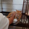 急募！カワイイ茶トラ サムネイル4