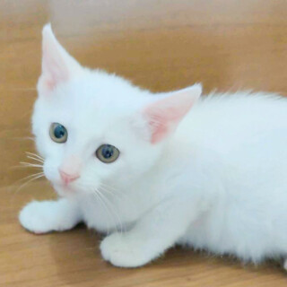募集停止興味津々の可愛い子❤️しろな