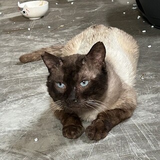 青い目の男の子　ミライ