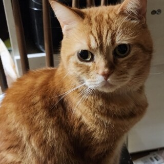 ミヌエット、6歳の男の子です。