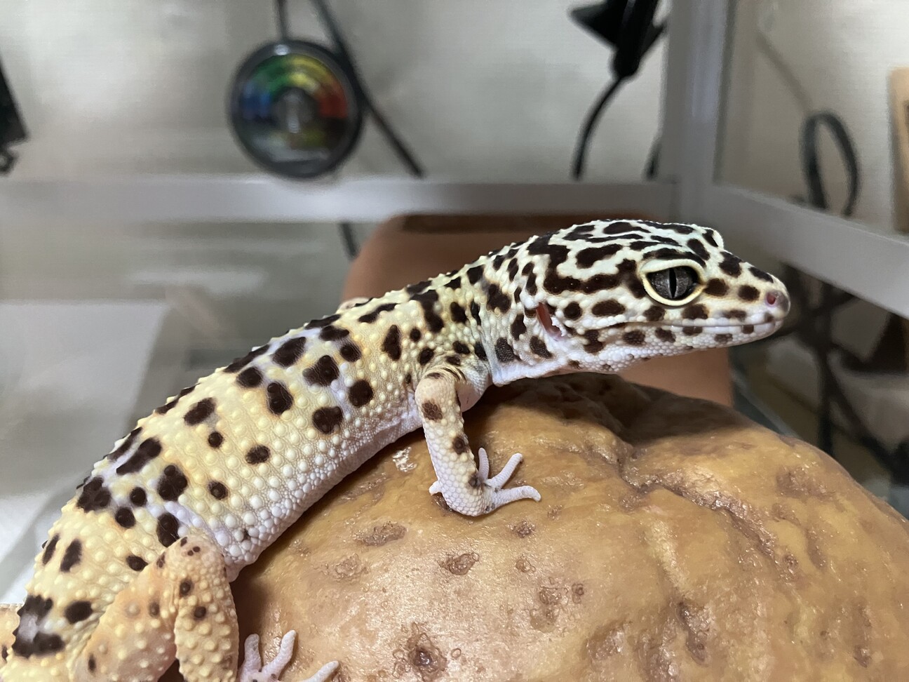 レオパードゲッコー 3歳」大阪府 - 爬虫類・他の里親募集(496614