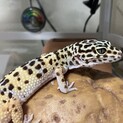 レオパードゲッコー　3歳　大切にしてくれる方募集